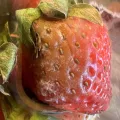 Jared Shorma · CC BY 4.0 · GBIF