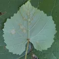 Henry Van T. Cotter · CC BY 4.0 · GBIF
