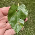 Mark Richman · CC BY 4.0 · GBIF