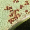 Kirill Levchenko · CC0 1.0 · GBIF