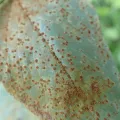 Jan Sheppard · CC BY 4.0 · GBIF