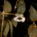 Henrique Nogueira · CC BY 4.0 · GBIF