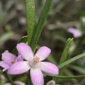 Petra Holland · CC BY 4.0 · GBIF