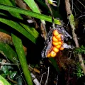 Patrick Le Mao · CC0 1.0 · GBIF