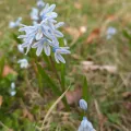 Alexis Tinker-Tsavalas · CC BY 4.0 · GBIF