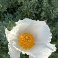 Debra Miyamoto · CC0 1.0 · GBIF