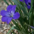 Daniel Cahen · CC BY 4.0 · GBIF