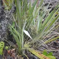 Flavien Saboureau · CC BY 4.0 · GBIF