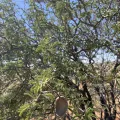 Prince Molokomme · CC0 1.0 · GBIF
