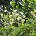 Mahomed Desai · CC BY 4.0 · GBIF