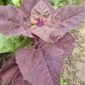 Hans Van Calster · CC0 1.0 · GBIF