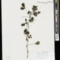 Ingrid P. Lin · CC0 1.0 · GBIF