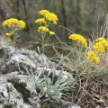 Albert Surmacz · CC BY 4.0 · GBIF