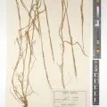 Royal Botanic Gardens, Kew · CC BY 4.0 · GBIF