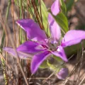 Morten Ross · CC BY 4.0 · GBIF