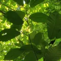 T R Shankar Raman · CC BY 4.0 · GBIF