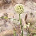 Patrick Jackson · CC BY 4.0 · GBIF