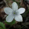 Patricia Rose · CC BY 4.0 · GBIF