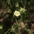 Sue Carnahan · CC BY 4.0 · GBIF