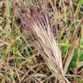 insiderelic · CC0 1.0 · GBIF