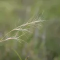 Kym Nicolson · CC BY 4.0 · GBIF