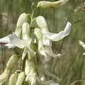 Harry Podschwit · CC BY 4.0 · GBIF