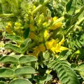 Udi Oron אודי אורון · CC0 1.0 · GBIF