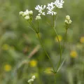 Jon Arne Wilhelmsen · CC BY 4.0 · GBIF