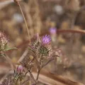 Marios Thoma · CC BY 4.0 · GBIF