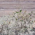 Urgamal Magsar · CC BY 4.0 · GBIF