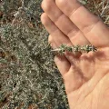 Stephanie Tran · CC BY 4.0 · GBIF