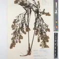 Royal Botanic Gardens, Kew · CC BY 4.0 · GBIF