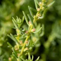 Kym Nicolson · CC BY 4.0 · GBIF