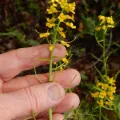 Ed Alverson · CC BY 4.0 · GBIF