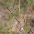 Kym Nicolson · CC BY 4.0 · GBIF