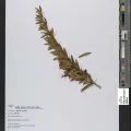 Meise Botanic Garden · CC BY 4.0 · GBIF