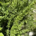 Jane Charlen · CC BY 4.0 · GBIF