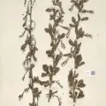 Naturalis Biodiversity Center · CC0 1.0 · GBIF