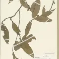 Naturalis Biodiversity Center · CC0 1.0 · GBIF