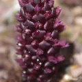 Judi Sanders · CC BY 4.0 · GBIF