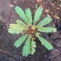 John Tasirin · CC BY 4.0 · GBIF