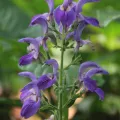 Erwin Sieben · CC0 1.0 · GBIF