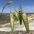Matt Berger · CC BY 4.0 · GBIF