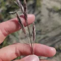Christina Nguyen · CC BY 4.0 · GBIF