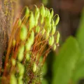 Borja Fierro · CC BY 4.0 · GBIF