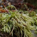 Christian Berg · CC BY 4.0 · GBIF
