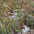Olivier Argagnon · CC BY 4.0 · GBIF