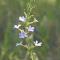 Scott W. Gavins · CC BY 4.0 · GBIF