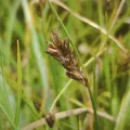 arthur_haendler · CC BY 4.0 · GBIF