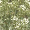 Jim Morefield · CC BY 4.0 · GBIF
